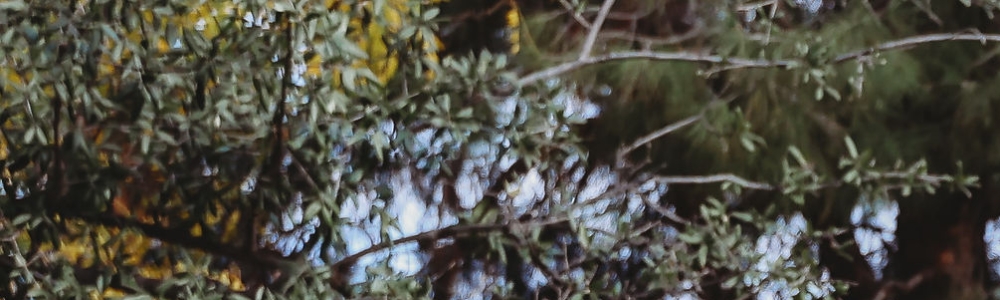 User banner image